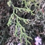 Limonium tuberculatum Hoja