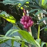 Musa velutina Fruto
