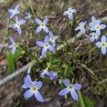 Houstonia caerulea फूल