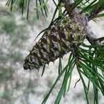 Pinus virginiana Fruit