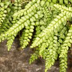 Asplenium viride Folha