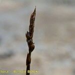 Carex rupestris Frutto