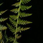 Polystichum shensiense Alkat (teljes növény)