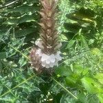 Acanthus montanus Flower