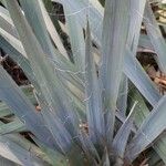 Yucca filamentosa পাতা