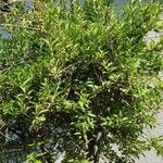 Citharexylum spinosum Folha