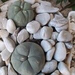 Lophophora diffusa Leaf