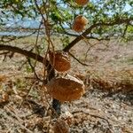 Luffa operculata Fruit