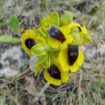 Ophrys lutea Flower