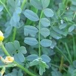 Hippocrepis biflora Leaf