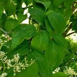 Syringa reticulata Leaf