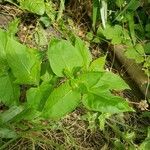 Mirabilis longiflora Leaf