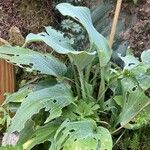 Hosta sieboldii Hoja