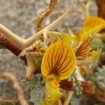 Adesmia horrida Flower