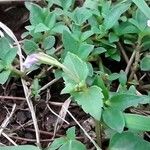 Torenia crustacea Foglia