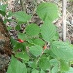 Prunus tomentosa Blatt