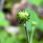 Ranunculus recurvatus Fruit