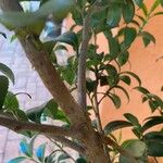 Diospyros whyteana Corteza
