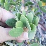 Arctostaphylos patula 葉