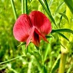Lathyrus cicera Çiçek