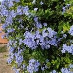 Plumbago auriculata Staniste