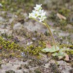 Micranthes virginiensis Hábitos