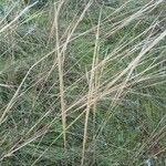 Stipa capillata Bloem