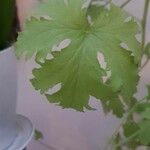 Pelargonium graveolens Feuille