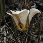 Calochortus bruneaunis Fiore