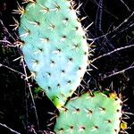 Opuntia littoralis Lapas