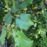 Vitis californica برگ