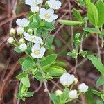 Spiraea prunifolia फूल