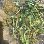 Potamogeton gramineus Hoja