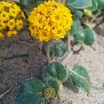 Abronia latifolia Habitus
