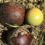 Strychnos madagascariensis Fruit