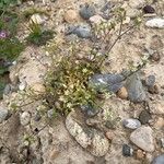 Cerastium semidecandrum Habit