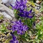 Phyteuma globulariifolium 整株植物