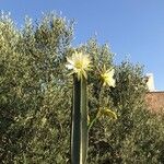 Cereus hexagonus Flor