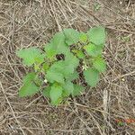 Solanum nigrumLeaf