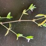 Justicia heterocarpa Blad