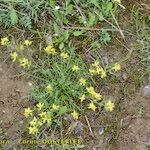 Sisymbrella aspera Habit