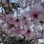 Prunus × subhirtellaFlor