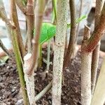 Ficus sur Bark