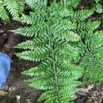 Dryopteris expansa Leaf