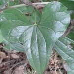 Dioscorea communis Blad