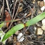 Ranunculus flammula Likasa