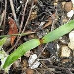 Ranunculus flammula Leaf