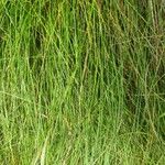 Festuca flavescens Hoja