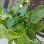 Passiflora edulis Inny