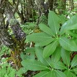 Rhododendron decorum Folha